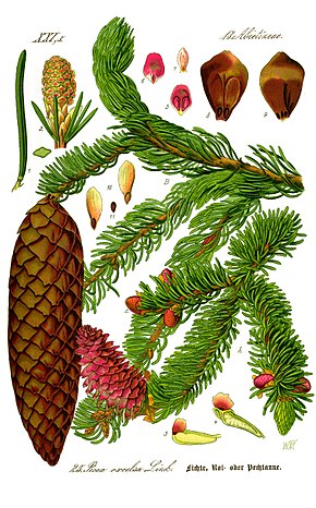Annexe 290px-Illustration_Picea_abies0_clean.jpg