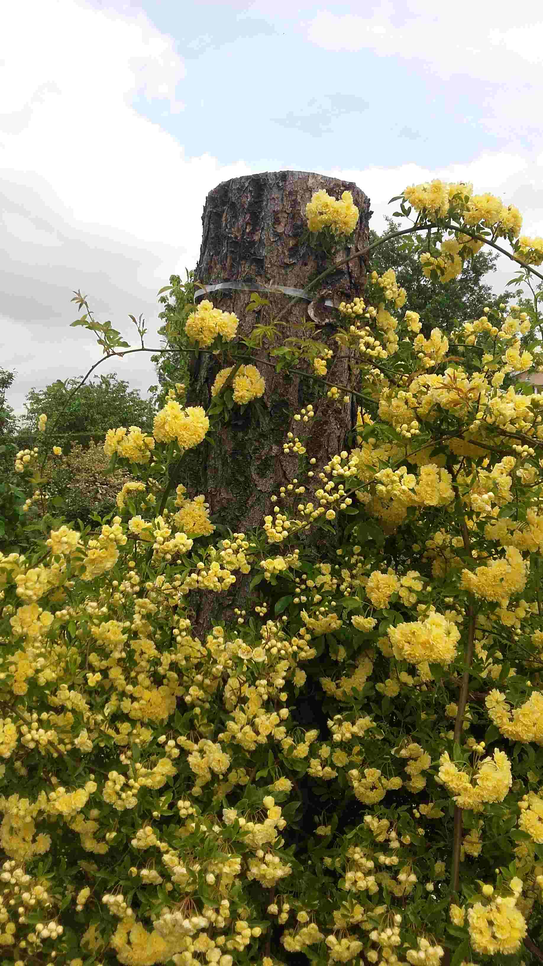 Annexe 20200420_120800_1.jpg