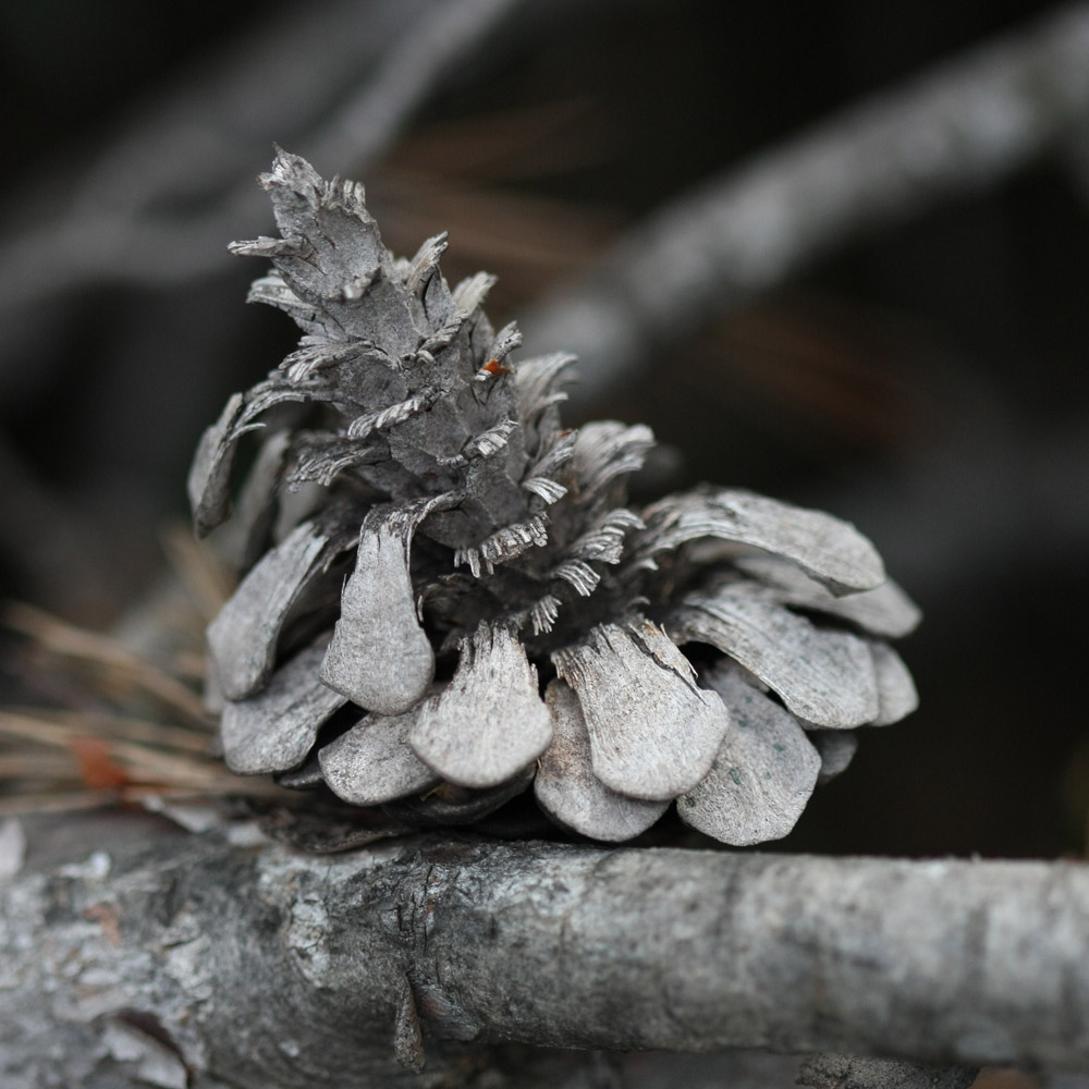 Annexe Pomme de pin-IMG_4788.JPG
