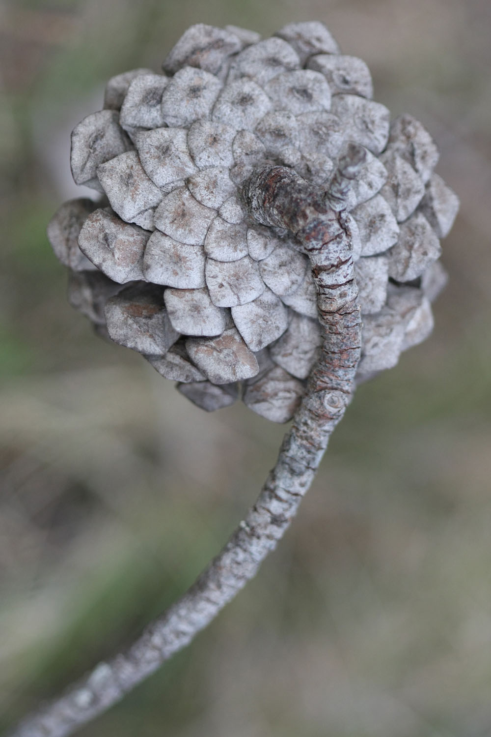 Annexe Pomme de pin-IMG_4792.JPG