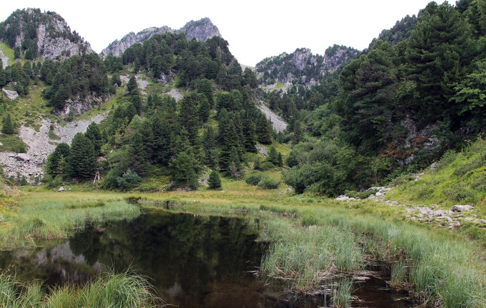 Annexe Pins-cembros-pourettes11.jpg