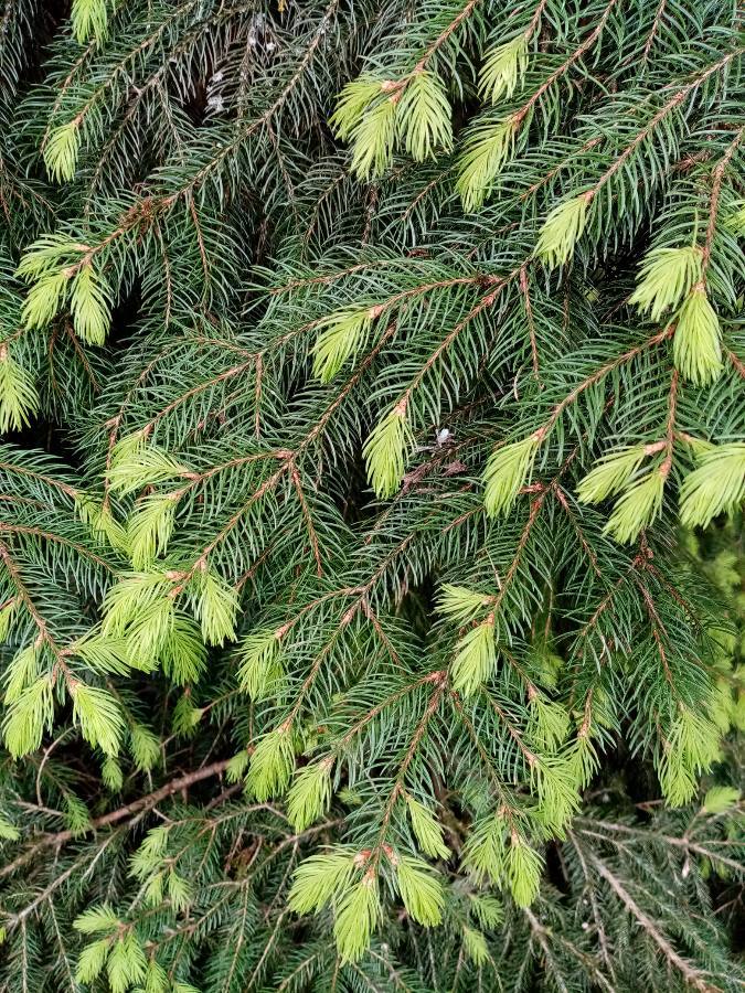 Annexe 1587402873049[1].JPEG