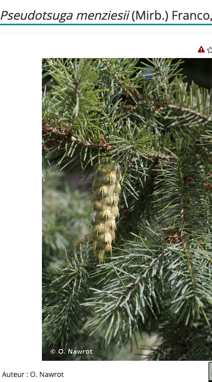 Annexe Sapin de Douglas.png