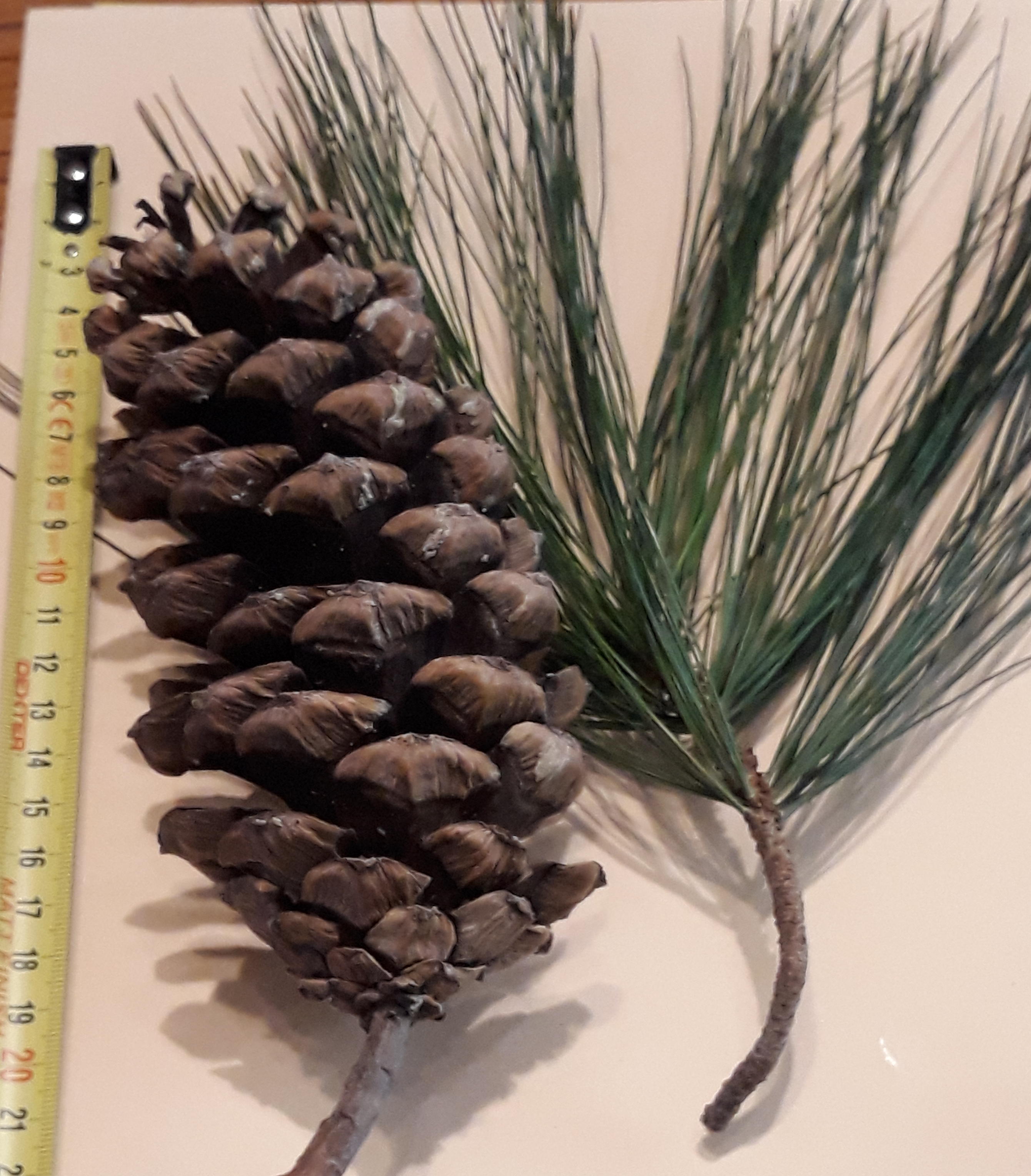 Annexe 20200325_172207 (2).jpg