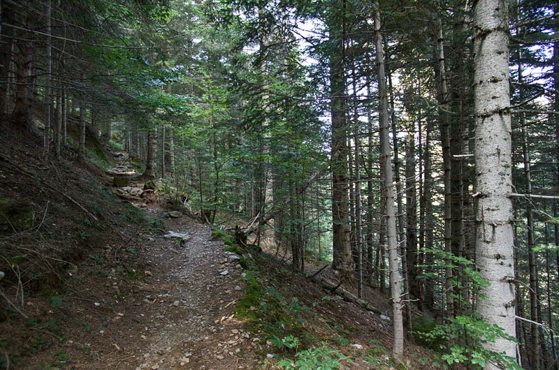 Annexe sapin blanc.jpg