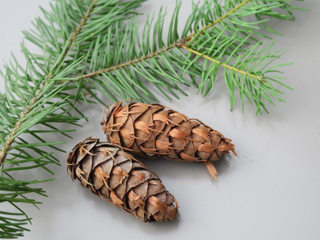 Annexe IMG_1912_compressée.JPG