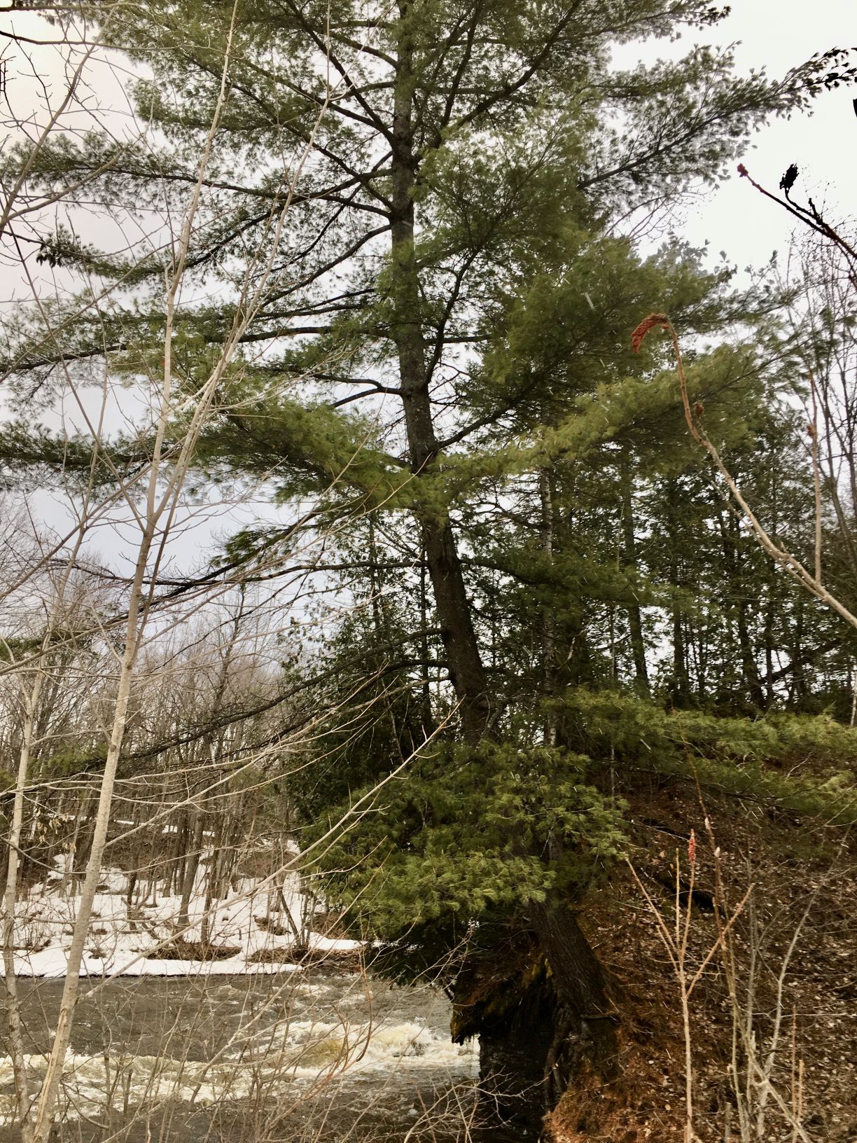 Annexe Pin blanc.JPEG