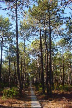 Annexe 250px-Pinus_pinaster.jpg