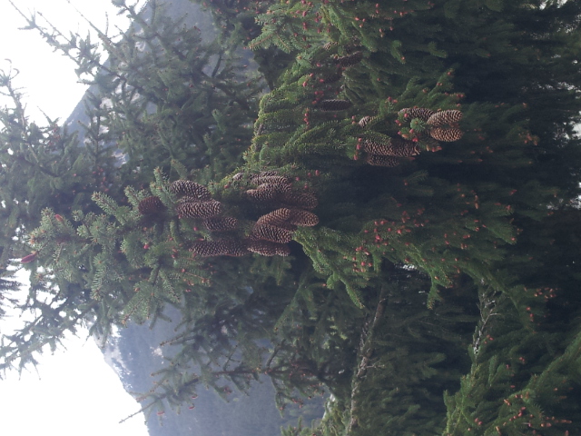 Annexe Epicéa ou Picea abies.jpg