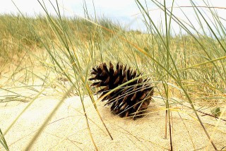 Annexe  (Mobile).jpg