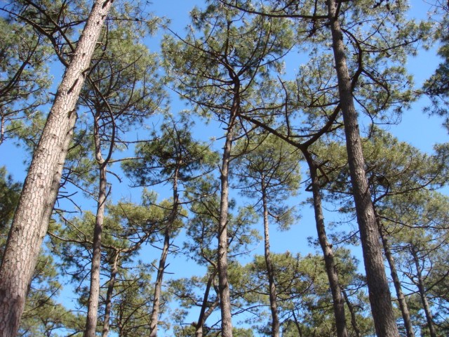 Annexe pin des landes.jpg