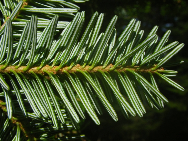 Annexe Abies alba Mill. - Sylvain P..jpg