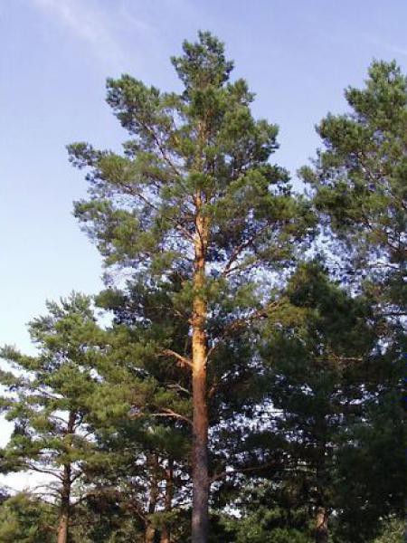 Annexe Pin Sylvestre .jpg