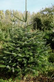 Annexe SapinNormann3.png