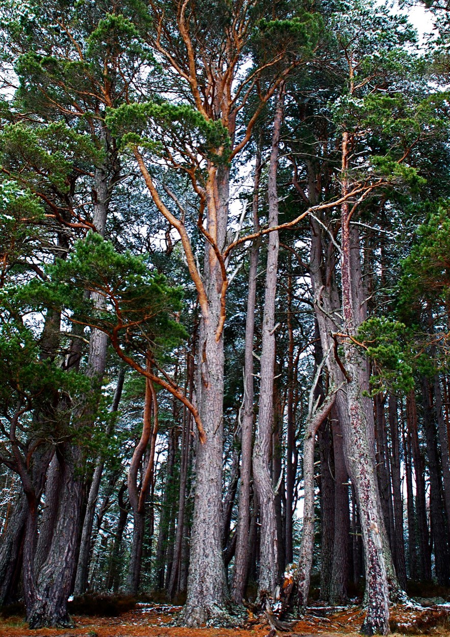 Annexe Pinus_sylvestris2.jpg
