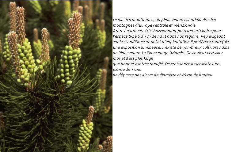 Annexe PINUS MUGO.png