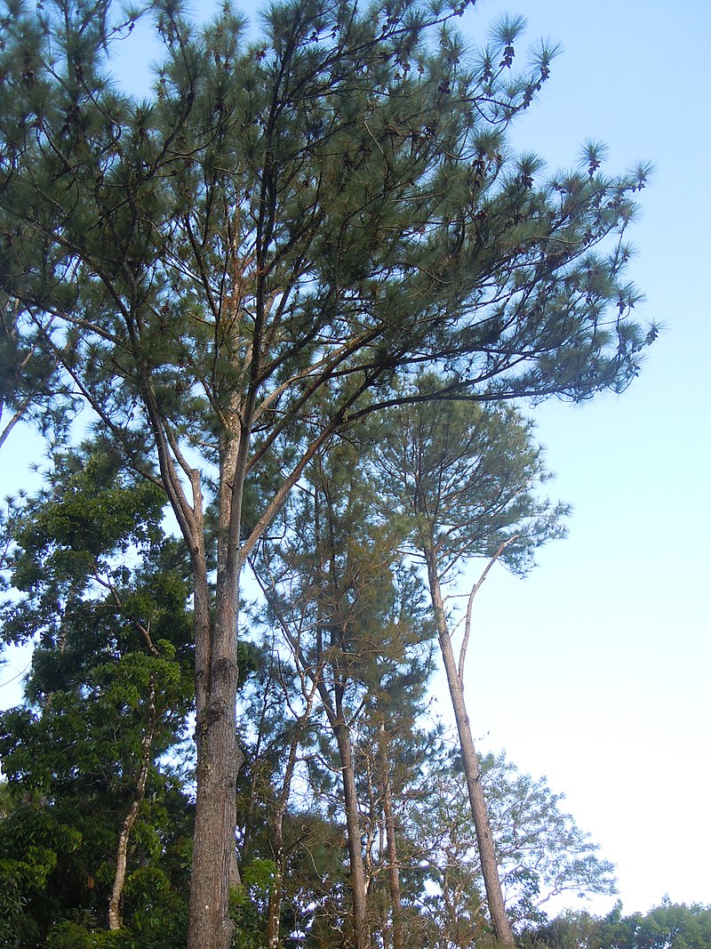 Annexe 800px-Pinus_caraibaea.jpg