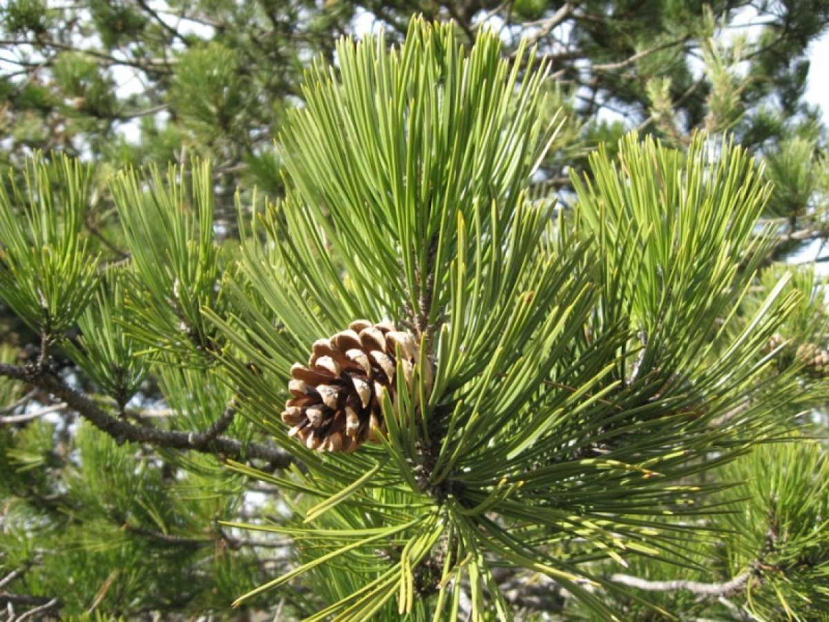 Annexe img_000023517X3L[1].jpg