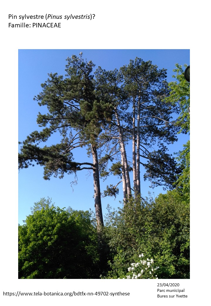 Annexe Pins sylvestre Bures Avril2020.jpg