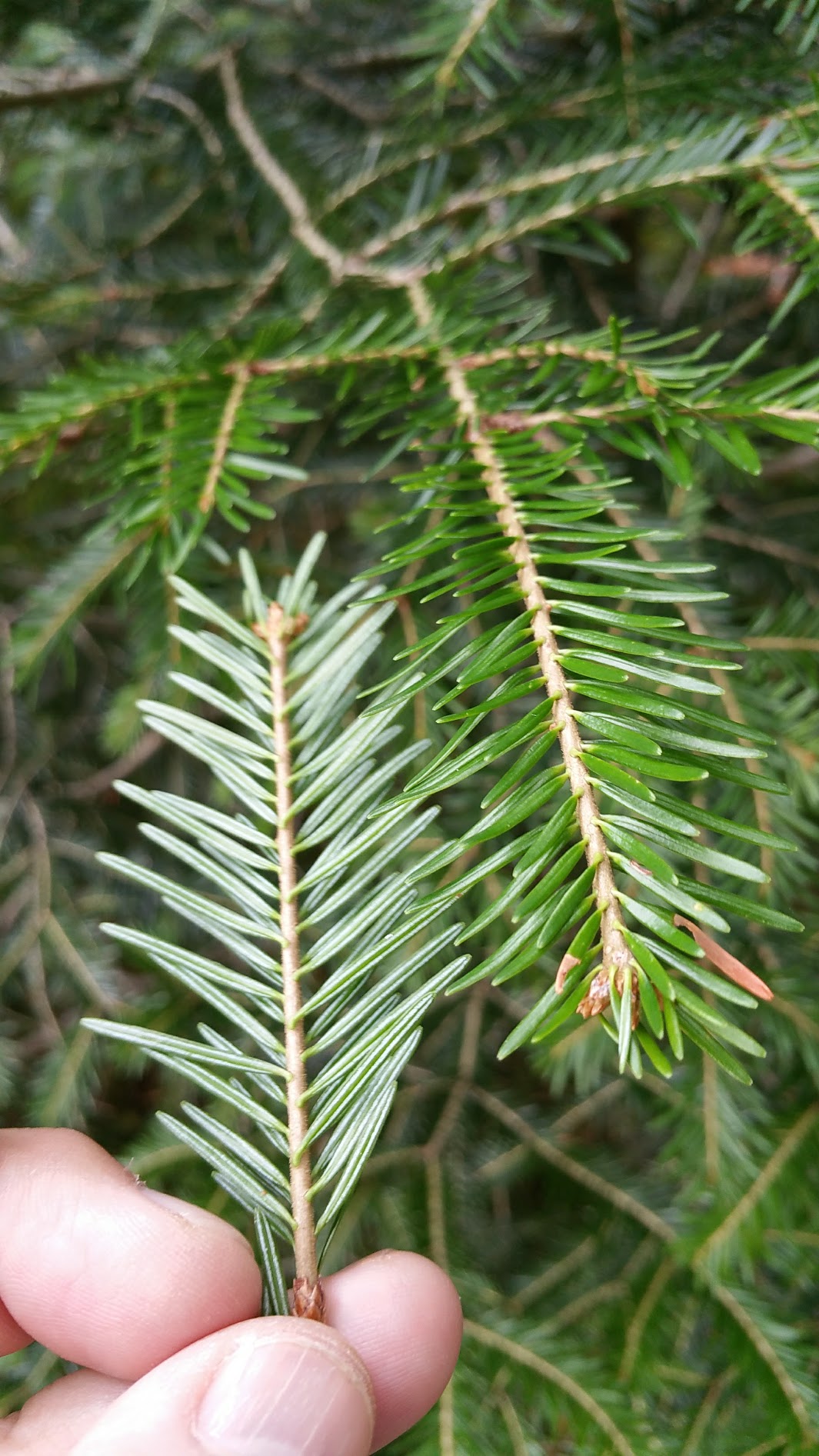 Annexe abies_feuille.jpg