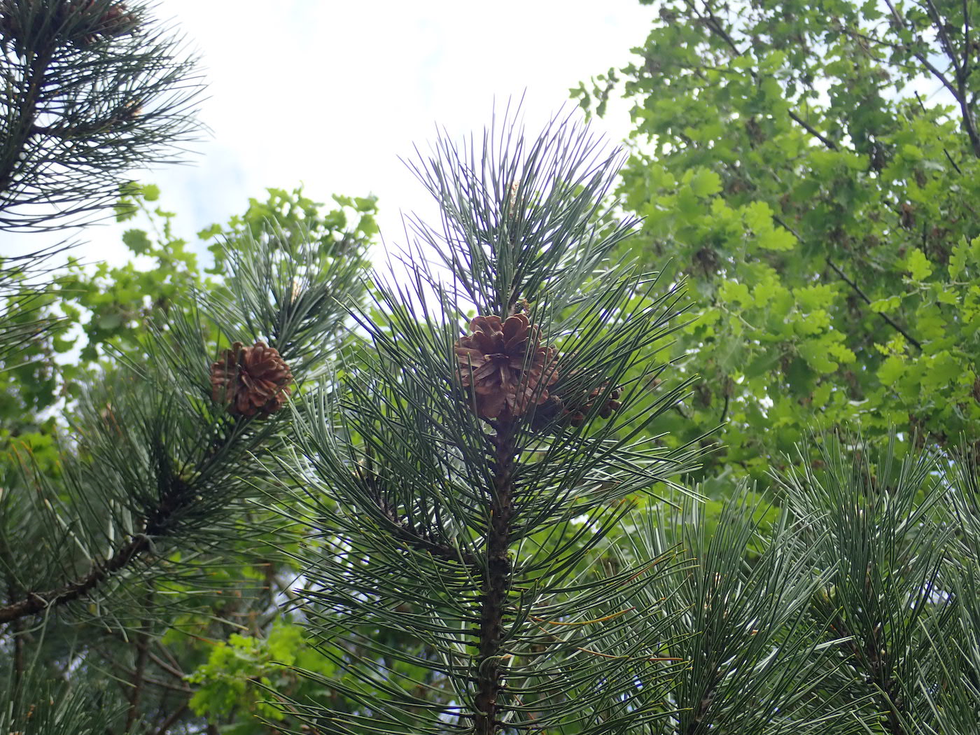 Annexe P4250288 - copie.jpg