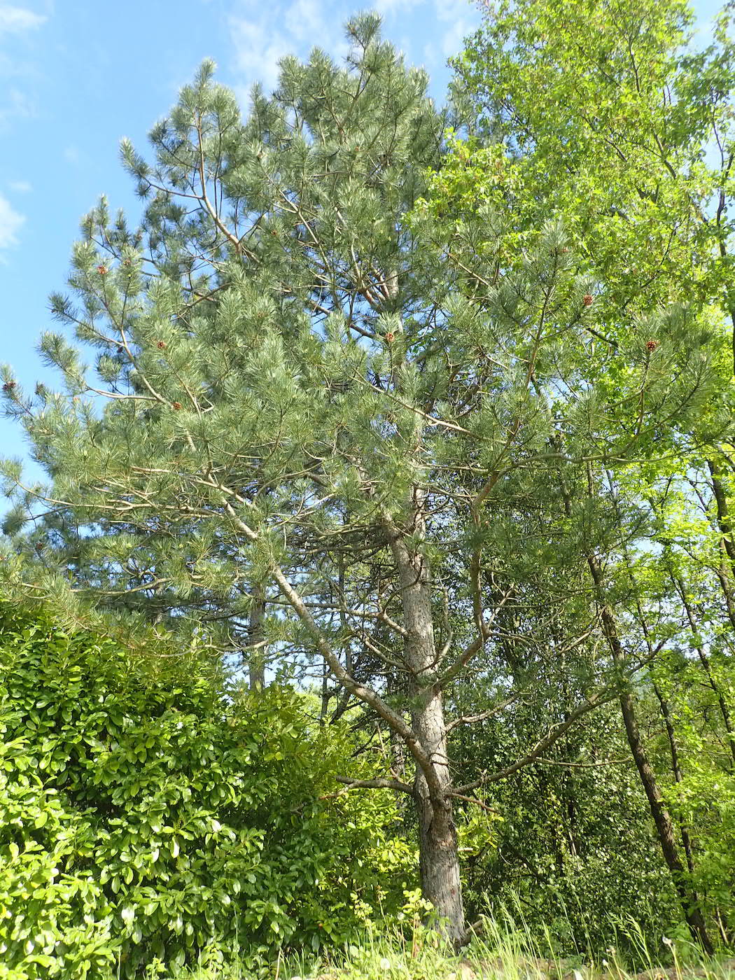 Annexe P4250289 - copie.jpg