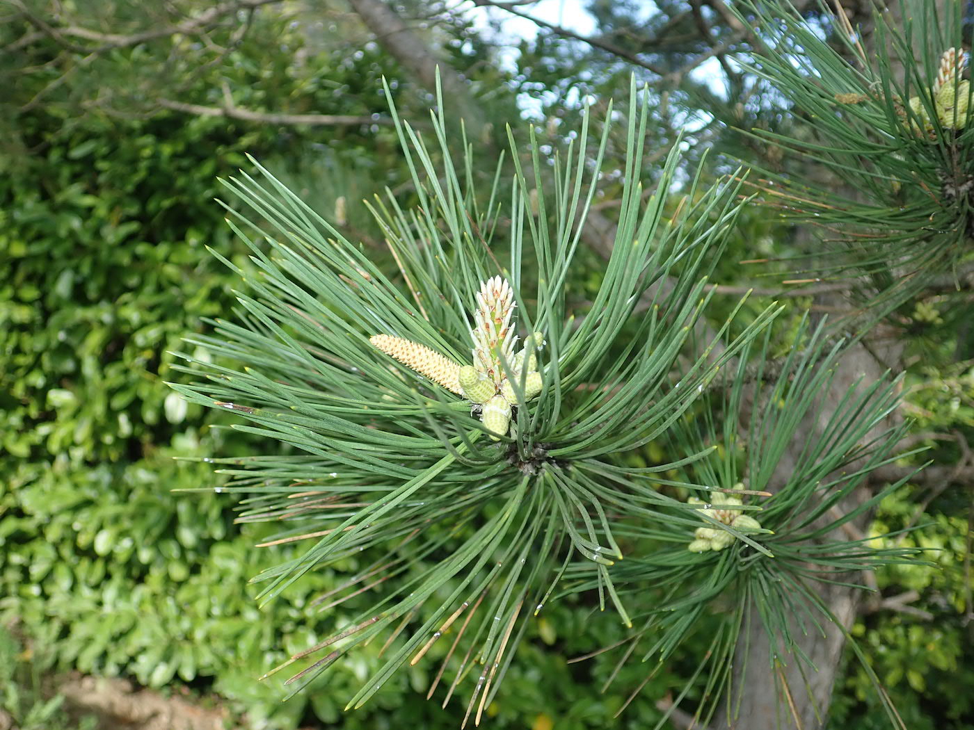 Annexe P4250291 - copie.jpg