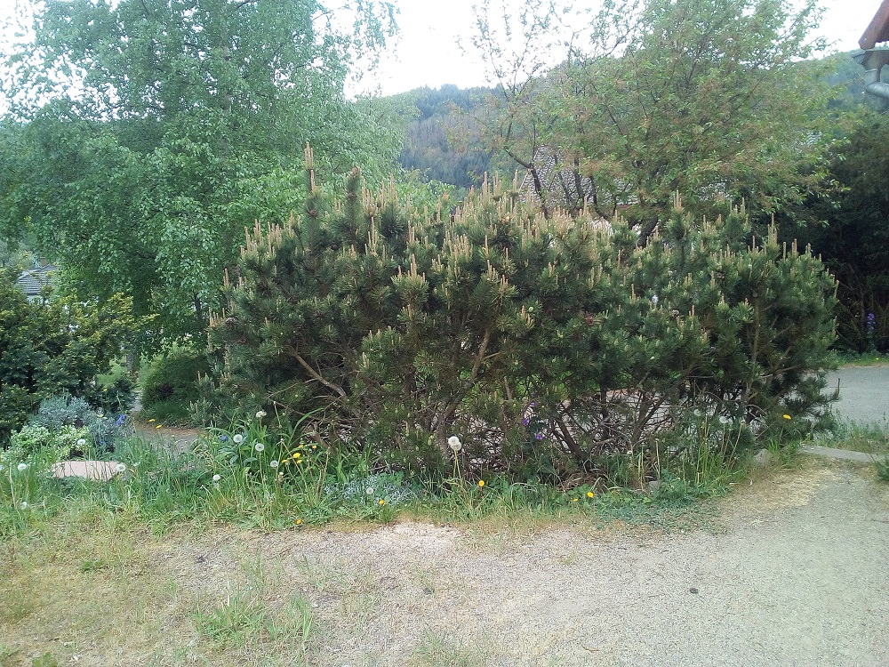 Annexe IMG_20200426_123044.jpg