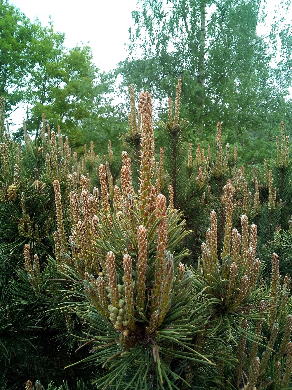 Annexe IMG_20200426_123056.jpg