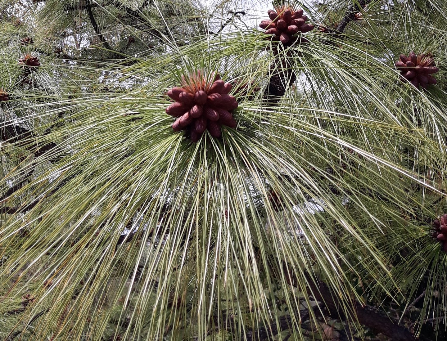 Annexe 20200426_131239.jpg