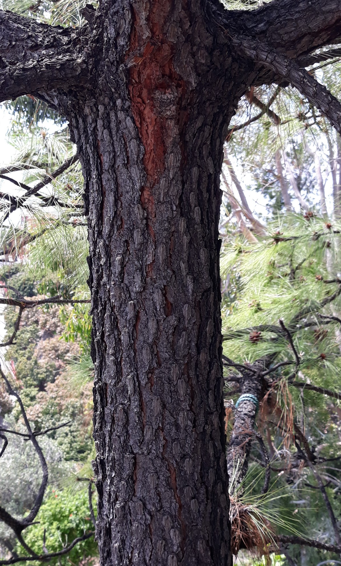 Annexe 20200426_131311.jpg