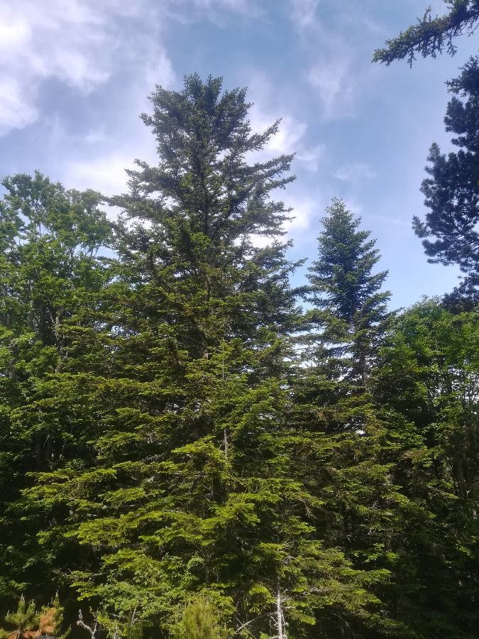 Annexe Abies alba Mill. par Caanigou 77 PictoFlora.jpg