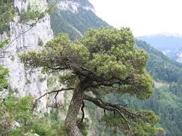 Annexe téléchargement.jpg