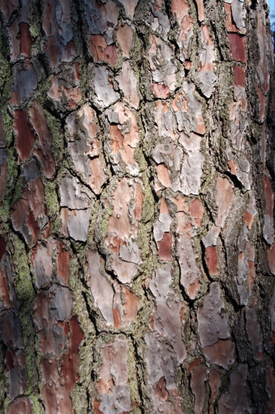 Annexe Pin maritime ec.jpg