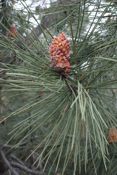 Annexe Pin maritime fl.jpg