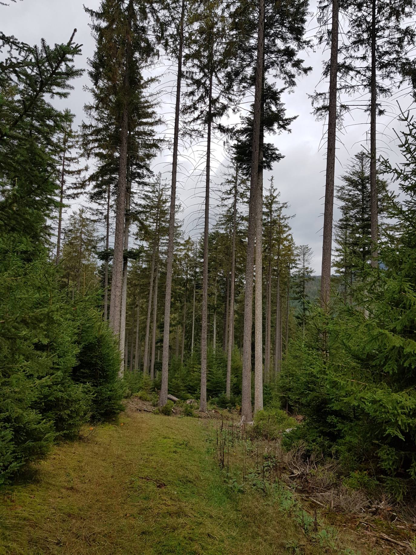 Annexe SapinDesVosges.jpg