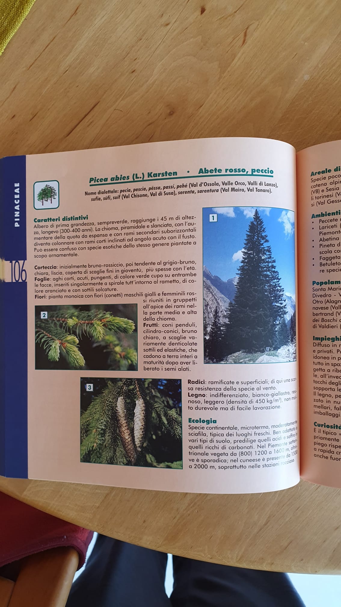 Annexe Picea_abies.jpeg