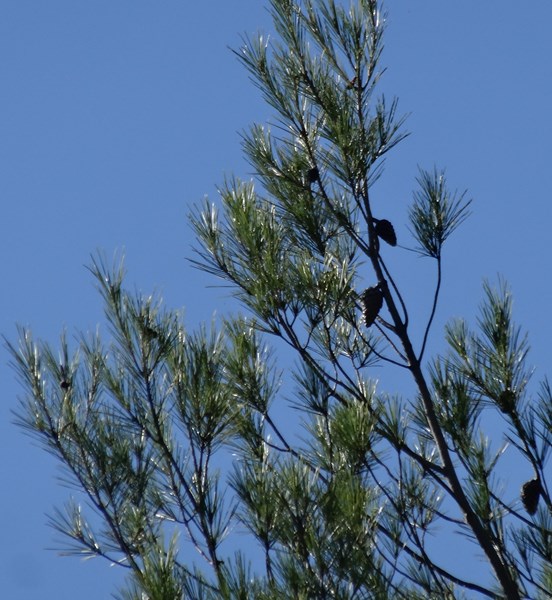 Annexe Dsc09361ab.jpg