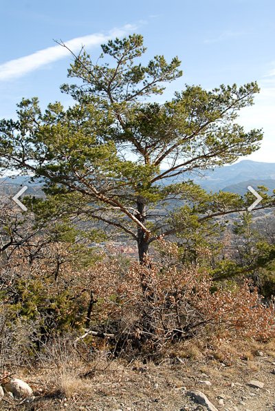 Annexe Pinus sylvestris.jpg