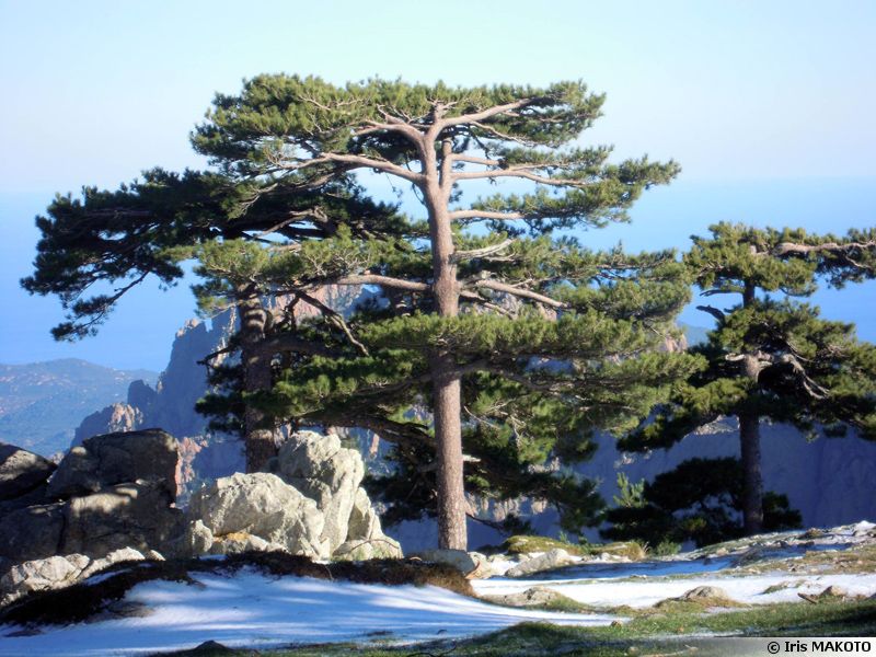 Annexe pinus-nigra-var-corsicana-800x600.jpg