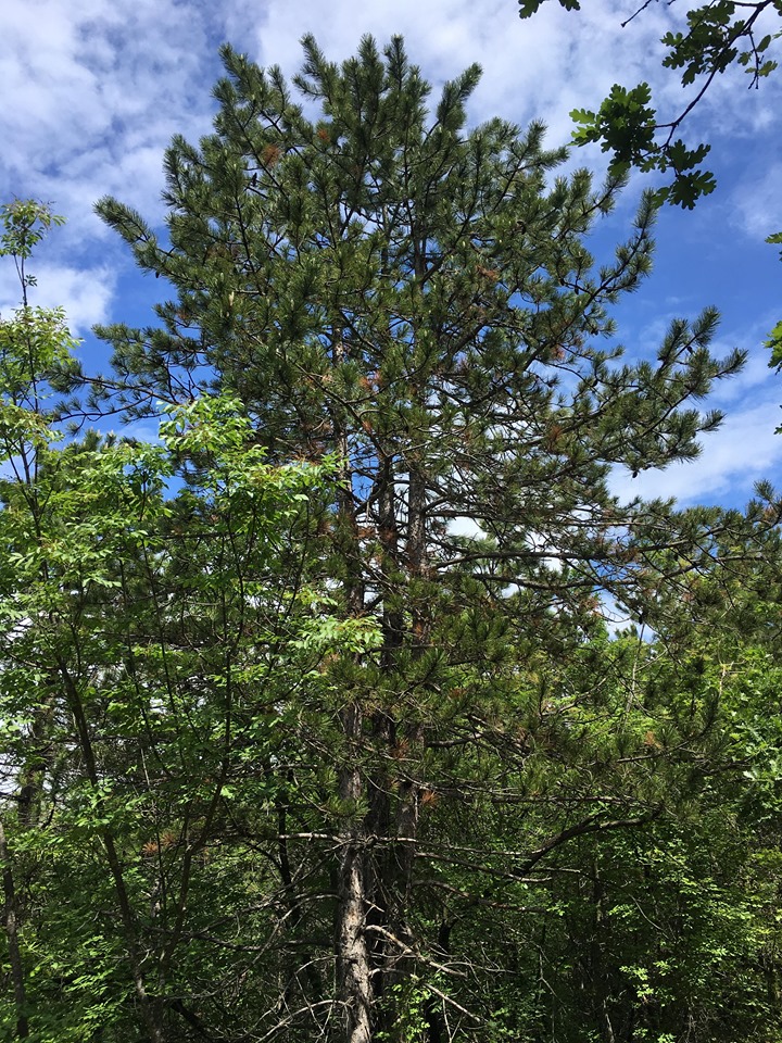 Annexe 95609985_1938215242977197_2739291667071762432_n.jpg