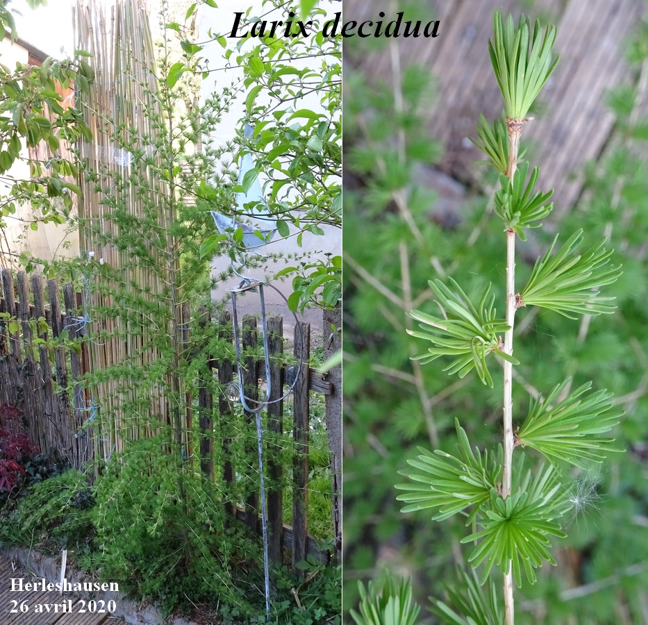 Annexe Mélèze-JLP.JPG