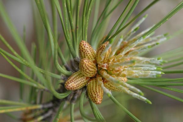 Annexe httpsapi.tela-botanica.orgimg000038544L.jpg