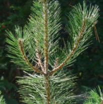 Annexe Capture d’écran 2020-04-29 à 16.18.59.png