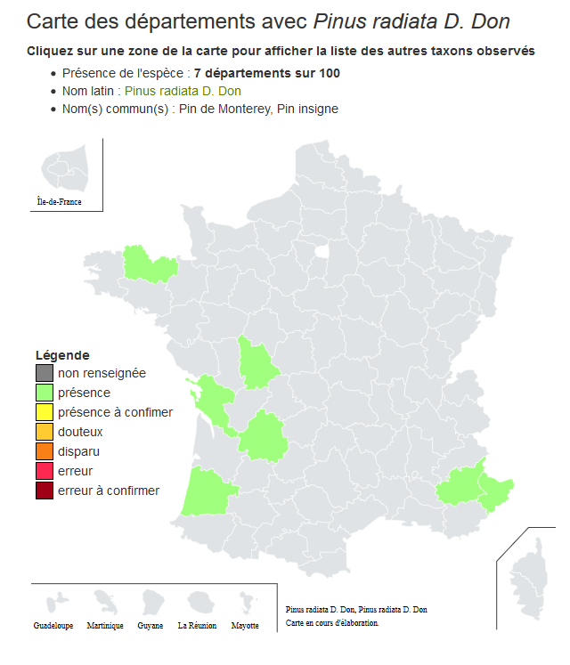 Annexe Pinus radiata D. Don.png