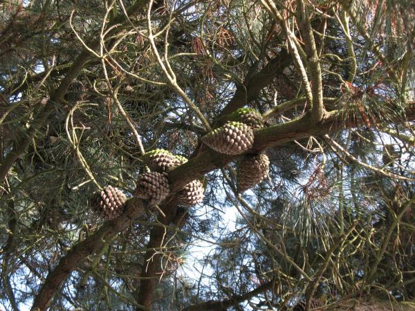 Annexe Pinus radiata.jpg
