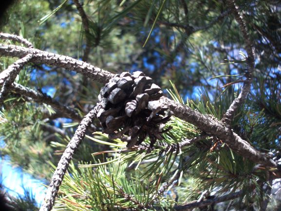 Annexe Pinus_uncinata.JPG