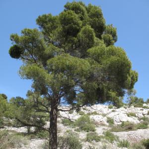 Annexe httpsapi.tela-botanica.orgimg000026900CRS.jpg