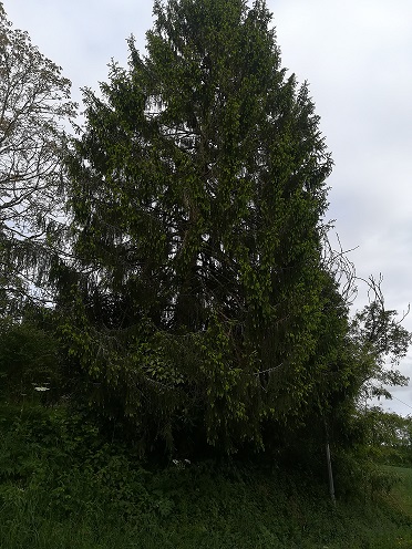 Annexe épicea commun.jpg