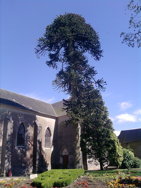 Annexe Araucaria Normand.jpg